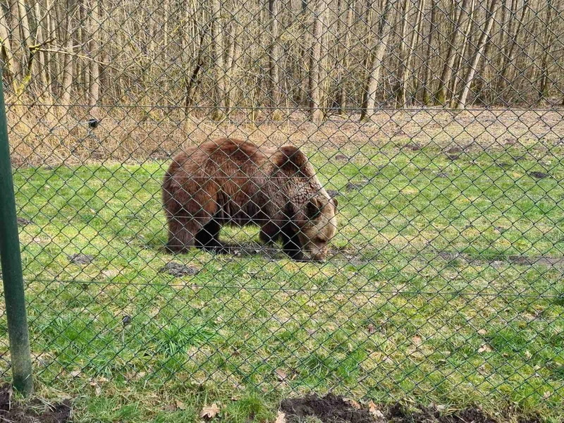 Braunbär auf einer Wiese hinter dem Zaun im Bärenwald