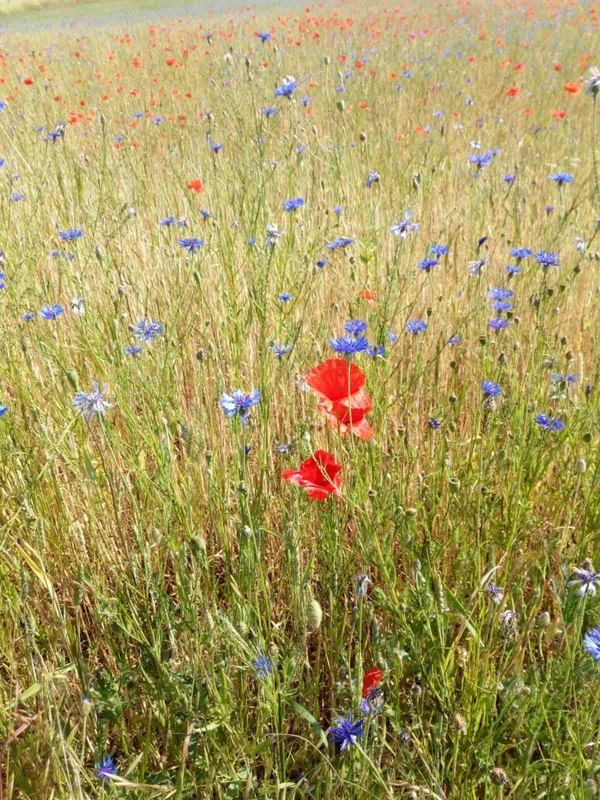 Wiese mit roten Mohnblumen und blauen Kornblumen
