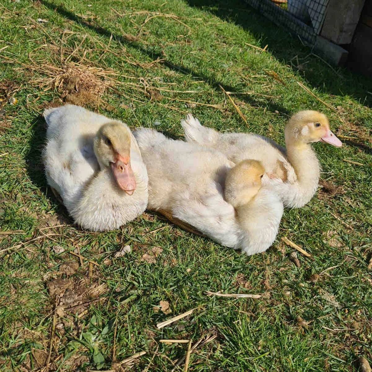 Junge Gänse liegen gemeinsam auf der Wiese