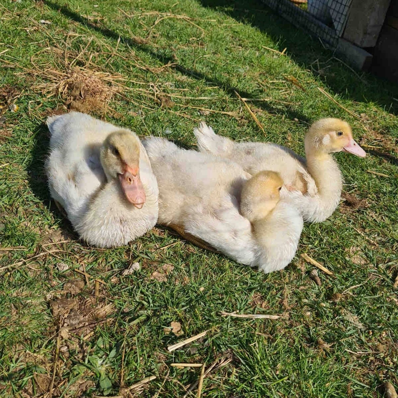 Junge Gänse liegen gemeinsam auf der Wiese
